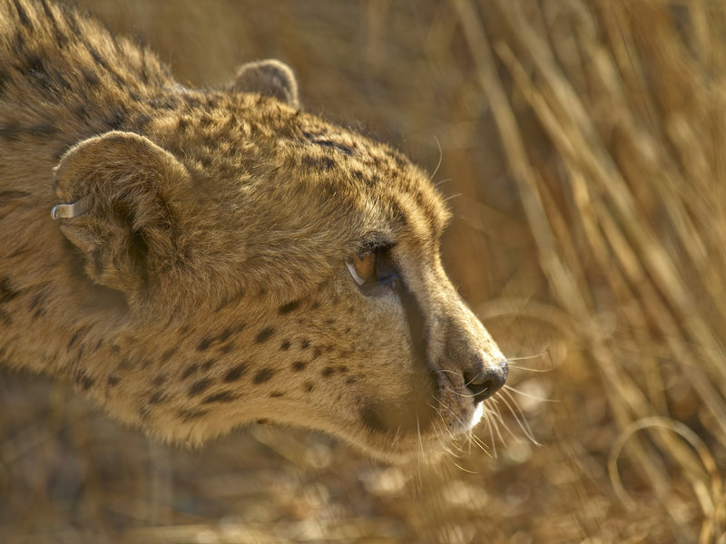 Amani Lodge, Cheetah